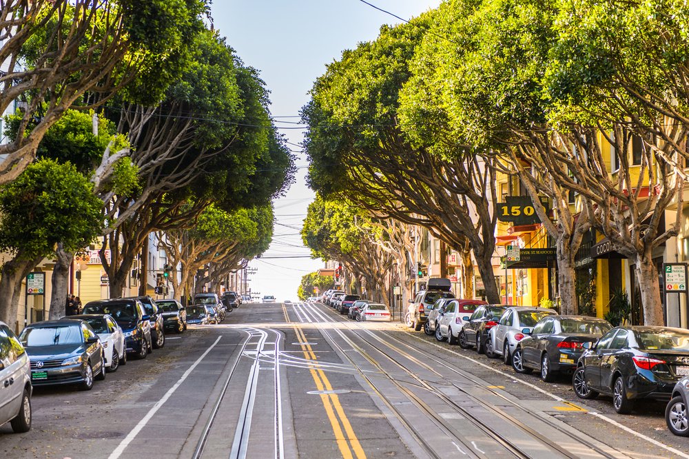 california tree lined street