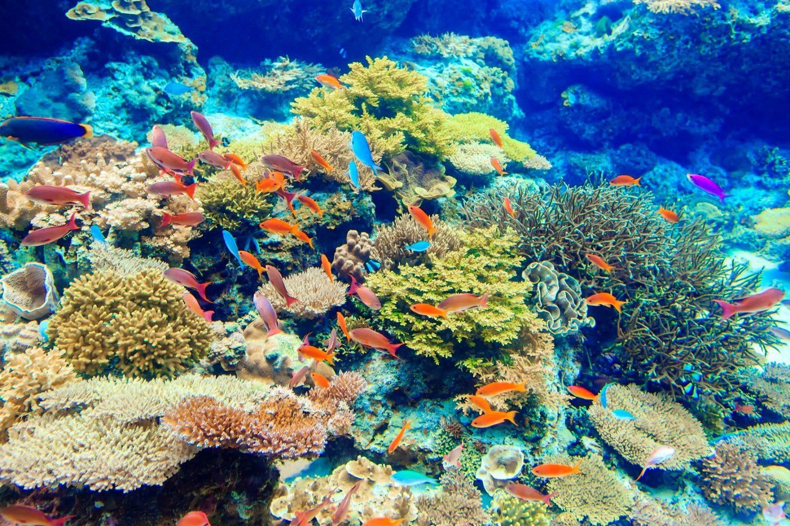 Oceans meet on Land – Aquariums